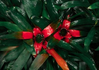 Bright red wet plant