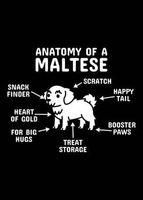 Anatomy Of A Maltese