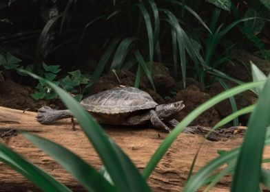 Turtle on log in jungle