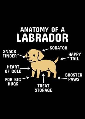 Anatomy Of A Labrador