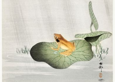 Frog on lotus leaf 1900 