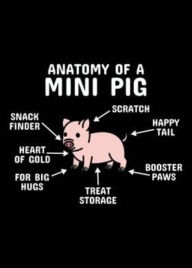 Anatomy Of A Mini Pig