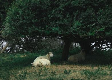 Sheep under a Tree