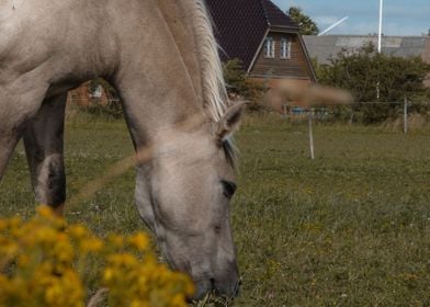 Horse grazing on farm