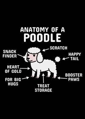 Anatomy Of A Poodle