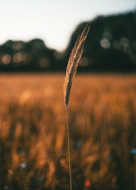 barley farm