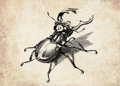 Vintage stag beetle