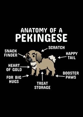 Anatomy Of A Pekingese