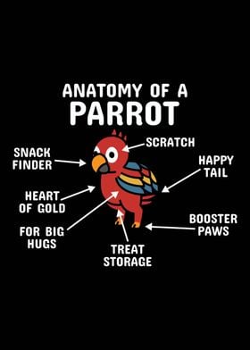 Anatomy Of A Parrot