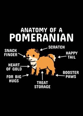 Anatomy Of A Pomeranian