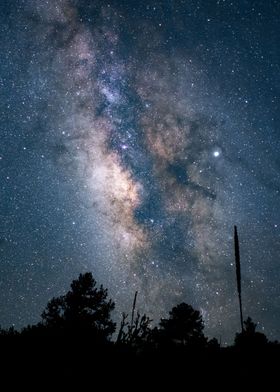 forest starry night sky