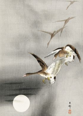 Geese in flight 1900