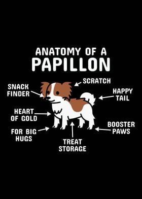 Anatomy Of A Papillon