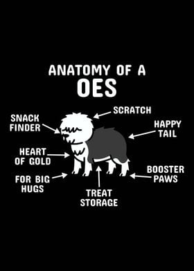 English Sheepdog Anatomy