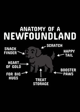 Anatomy Of A Newfoundland