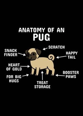 Anatomy Of A Pug