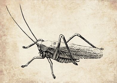 Vintage grasshopper