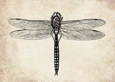 Vintage dragonfly