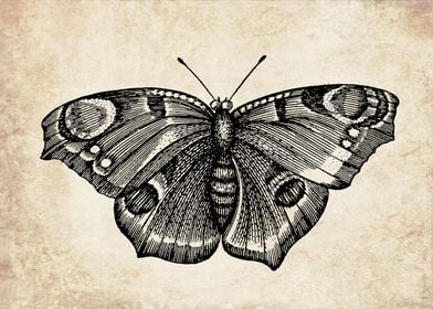 Vintage butterfly