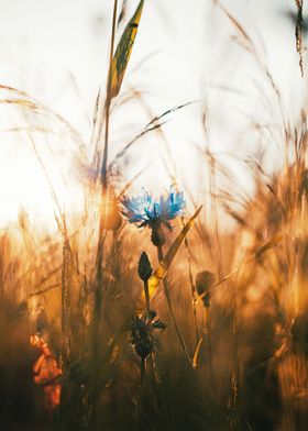 flower in farm