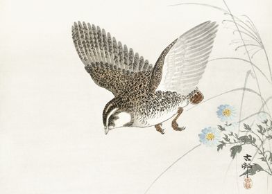 Flying quail 1900