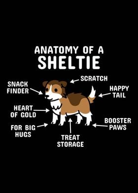 Shetland Sheepdog Anatomy