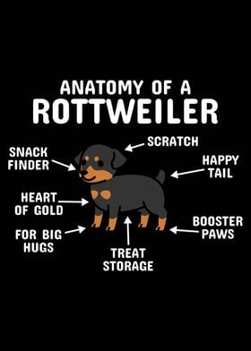 Anatomy Of A Rottweiler