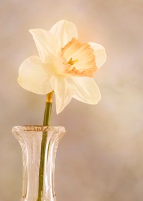 Daffodil in vase