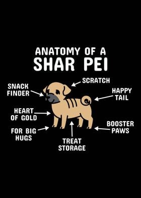 Anatomy Of A Shar Pei