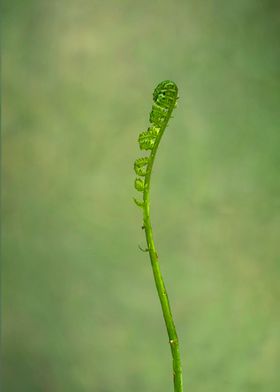 Fern frond unfurling