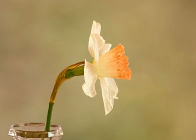 Daffodil in vase side view