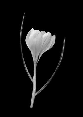 Crocus in black and white