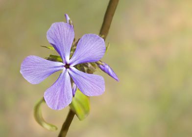 Blue phlox flower closeup