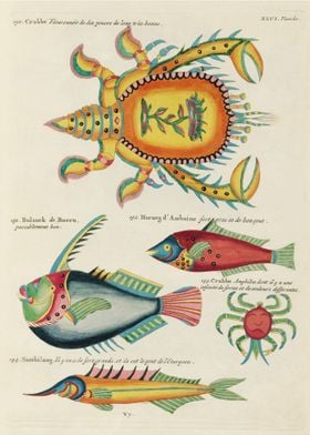 Colorful fishes and crabs