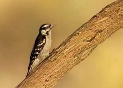 Downy woodpecker bird art