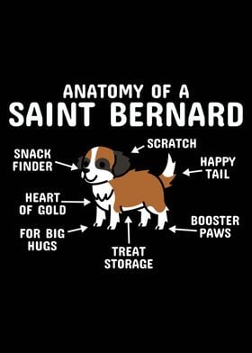 Anatomy Of A Saint Bernard