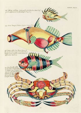 Fishes Crab illustrations
