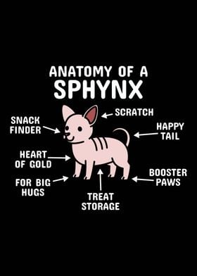 Anatomy Of A Sphynx Cat