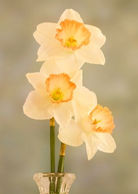 Three daffodils in a vase