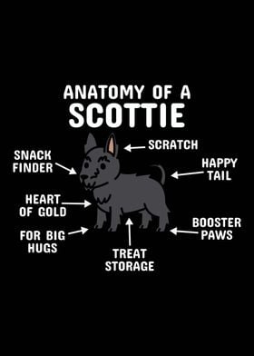 Scottish Terrier Anatomy