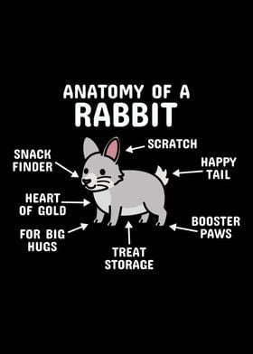 Anatomy Of A Rabbit  