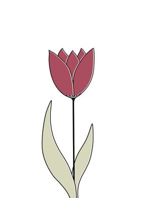 Tulip