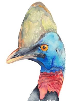 Cassowary  Australian bir