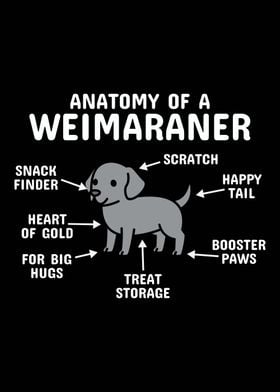 Anatomy Of A Weimaraner