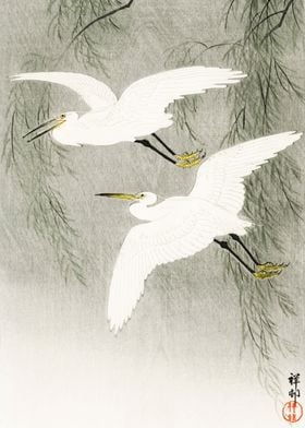 Little Egrets in flight