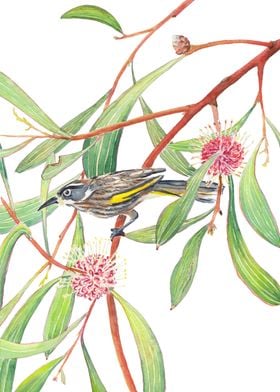 Honeyeater bird and Hakea