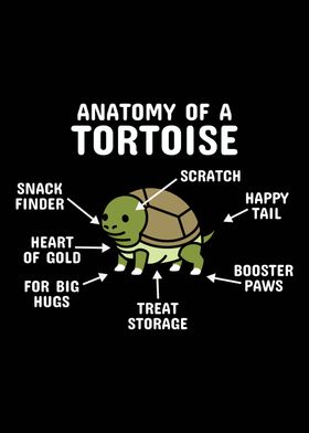 Anatomy Of A Tortoise