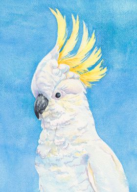 Sulphur crested cockatoo