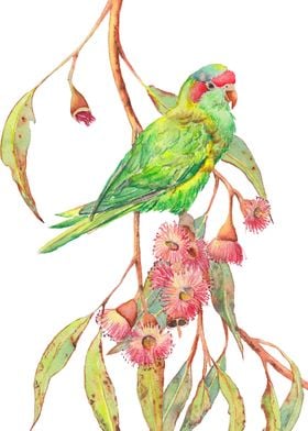 Musk Lorikeet Parrot