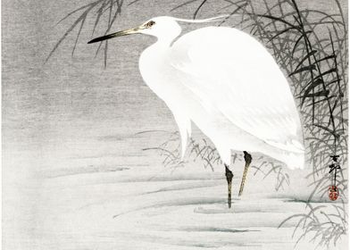 Little Egret 1900